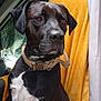 animal, black_dog, blanket, canine, car_interior, car_seat, closeup, collar, curtain, dog, domestic_animal, indoors, looking_away, pet, portrait, seat_cover, sitting, white_chest, window, yellow_blanket