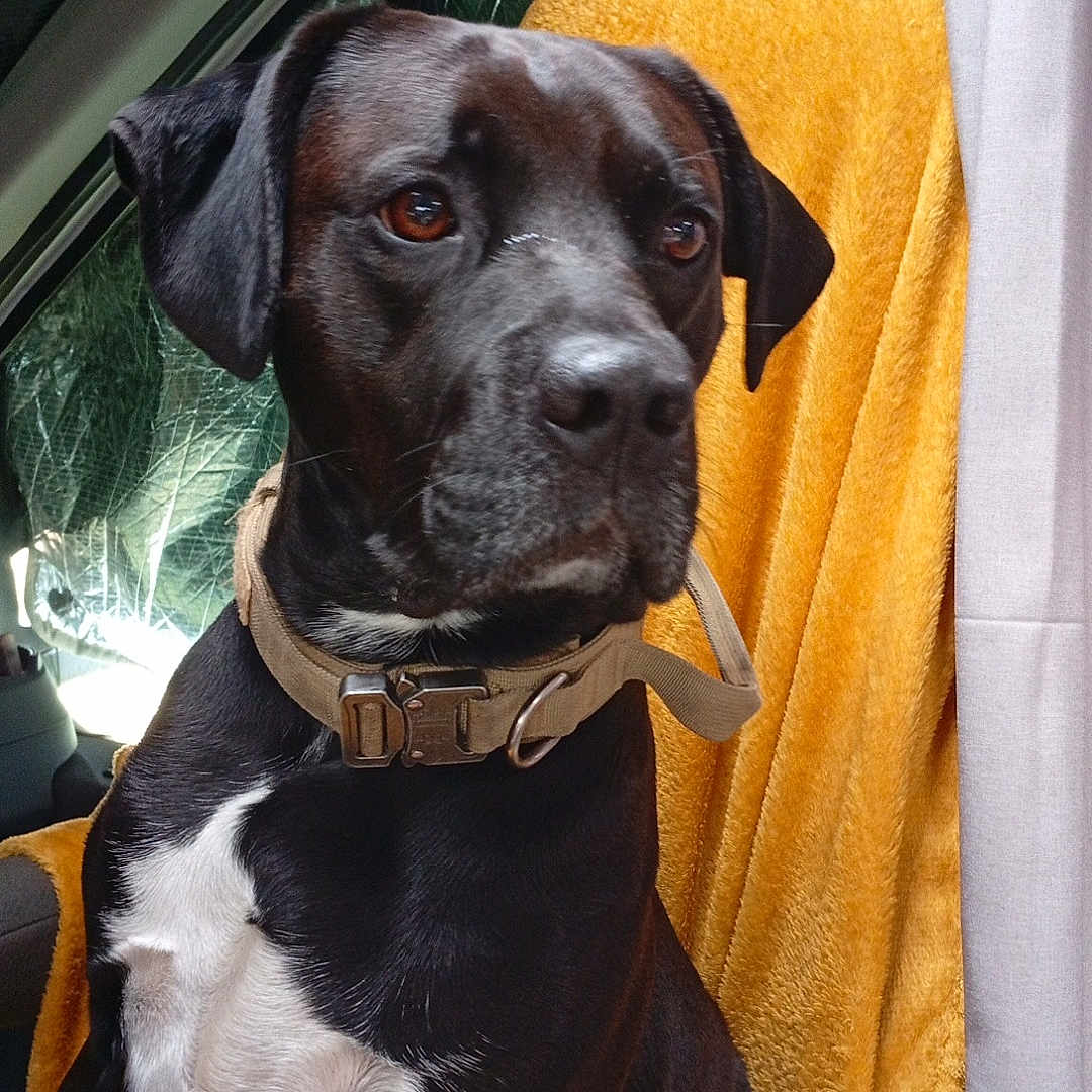 Pascal Leroy a rejoint le concours — aidez-le/la à gagner de superbes lots ! animal, black_dog, blanket, canine, car_interior, car_seat, closeup, collar, curtain, dog, domestic_animal, indoors, looking_away, pet, portrait, seat_cover, sitting, white_chest, window, yellow_blanket