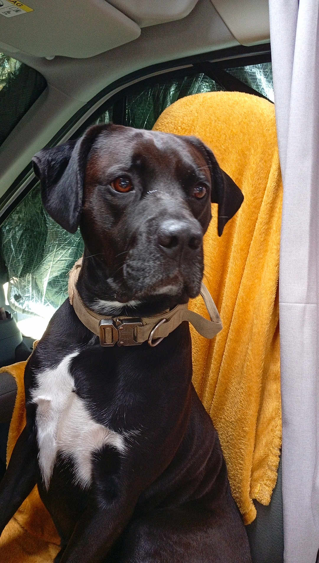 Pascal Leroy a rejoint le concours — aidez-le/la à gagner de superbes lots ! dog, black_dog, white_chest, collar, car_interior, car_seat, blanket, yellow_blanket, pet, animal, sitting, looking_away, indoors, window, curtain, seat_cover, closeup, portrait, canine, domestic_animal