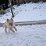 Illy a rejoint le concours — aidez-le/la à gagner de superbes lots ! animal, bushes, canine, cold, daytime, dog, energetic, frozen, fur, jumping, leaping, nature, outdoor, pet, playful, road, snow, trees, white, winter