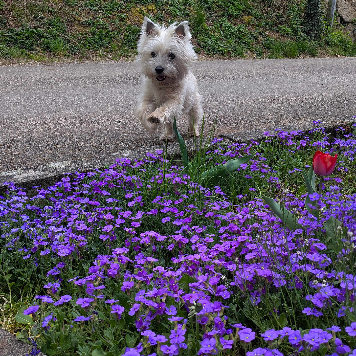 Illy participe au concours pour gagner de l'argent avec cette photo : animal, curb, dog, flower_bed, fluffy, garden, grass, greenery, leaping, nature, outdoor, pet, playful, purple_flowers, red_tulip, road, sidewalk, small_dog, spring, white_dog