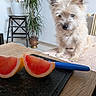 curiosity, cushion, cutting_board, decor, dog, floor, fur, grapefruit, home, indoor, knife, leaf, pet, plant, potted_plant, still_life, table, waiting, wall, wooden_table