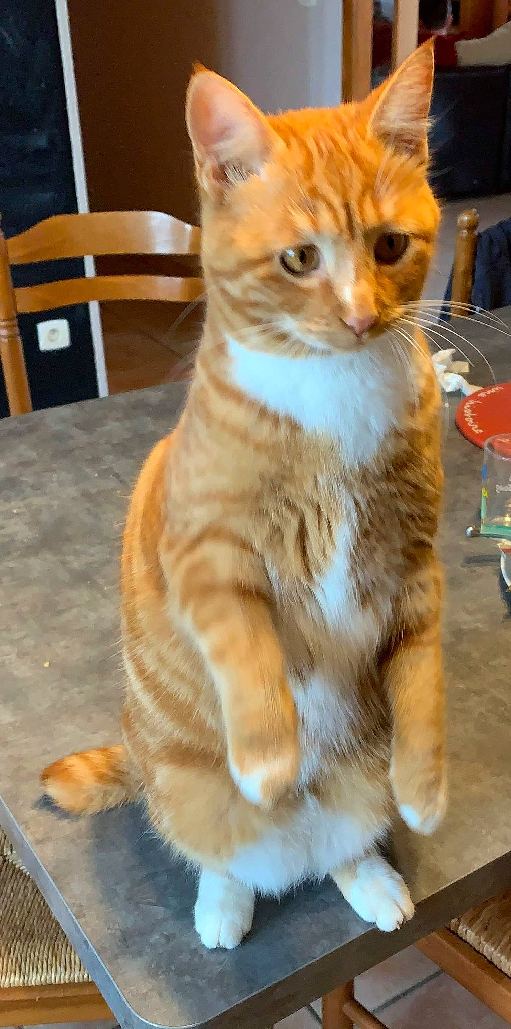 Rouckette a rejoint le concours — aidez-le/la à gagner de superbes lots ! aegean_cat, american_wirehair, arabian_mau, asian, carnivore, cat, domestic_short_haired_cat, european_shorthair, fawn, felidae, german_rex, kitten, mammal, paw, polydactyl_cat, small_to_medium_sized_cats, snout, tabby_cat, tail, whiskers