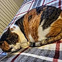 animal, calico, cat, closeup, comfort, cozy, curled_up, cute, feline, fur, home, indoor, nap, pet, plaid_blanket, relaxed, resting, sleeping, tail, whiskers