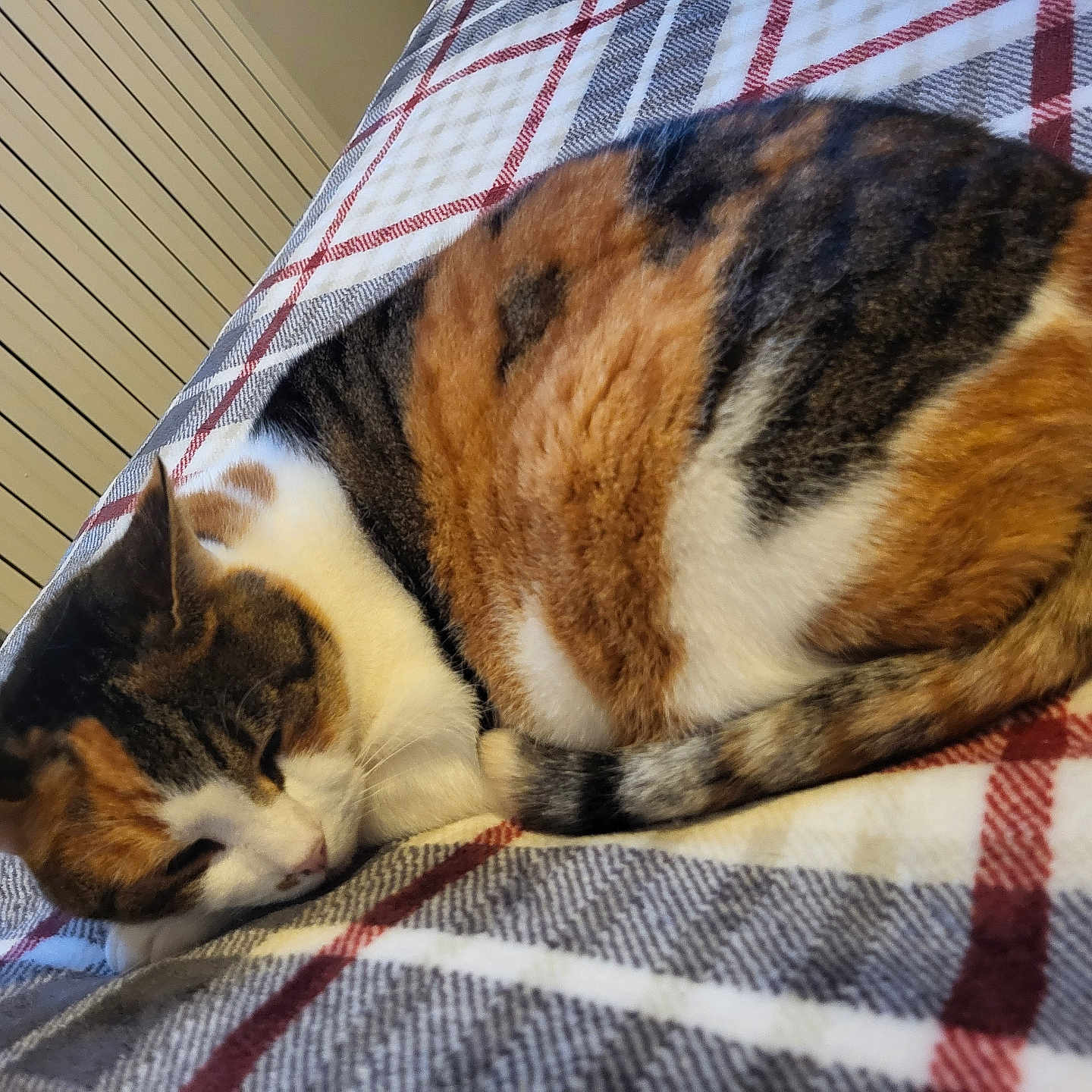 Grumpy