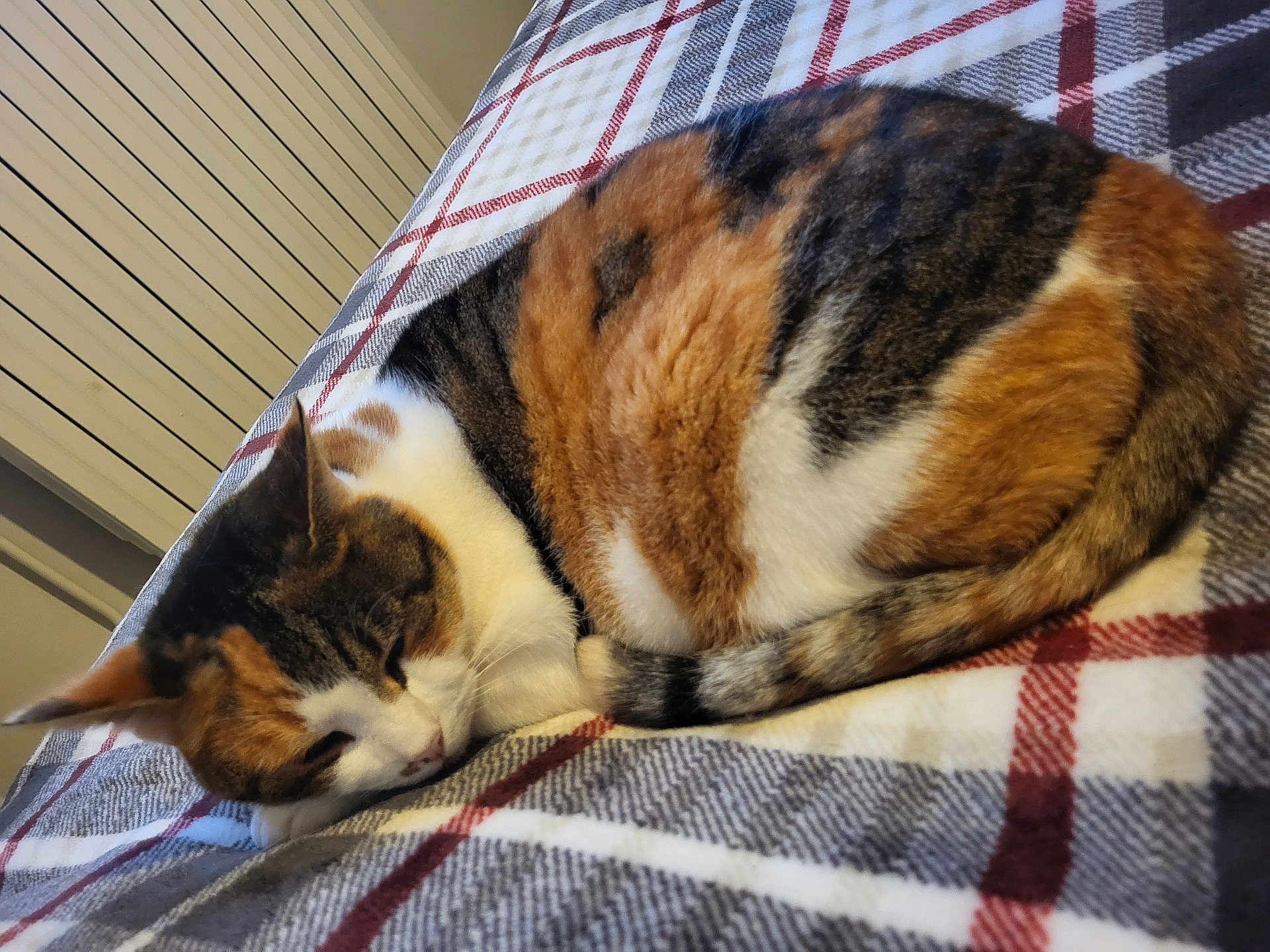 Grumpy a rejoint le concours — aidez-le/la à gagner de superbes lots ! animal, calico, cat, closeup, comfort, cozy, curled_up, cute, feline, fur, home, indoor, nap, pet, plaid_blanket, relaxed, resting, sleeping, tail, whiskers