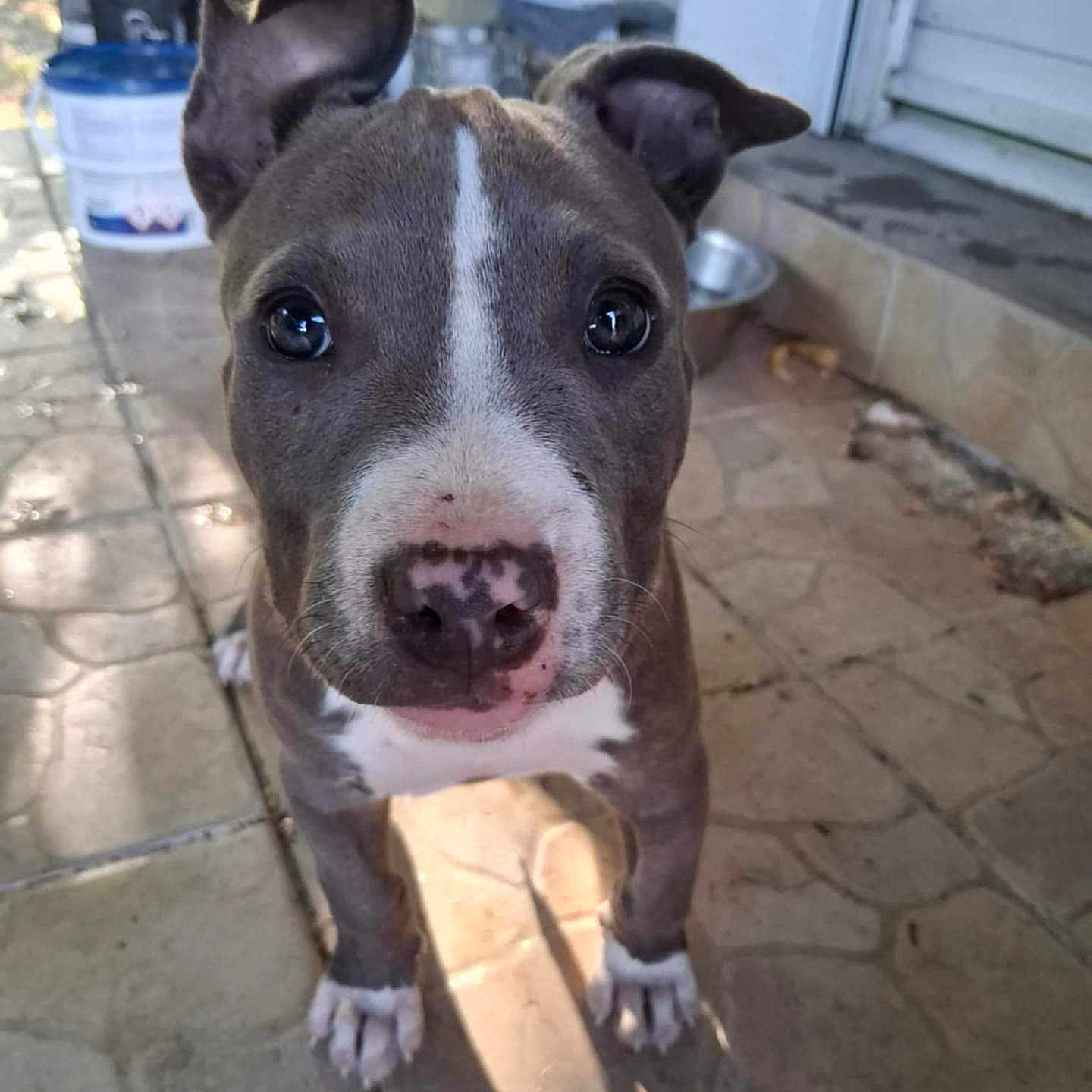 Naya a rejoint le concours — aidez-le/la à gagner de superbes lots ! animal, close_up, curious, cute, dog, domestic, ears, eyes, floor, looking, nose, outdoor, pet, porch, puppy, shadow, standing, tile, whiskers, young