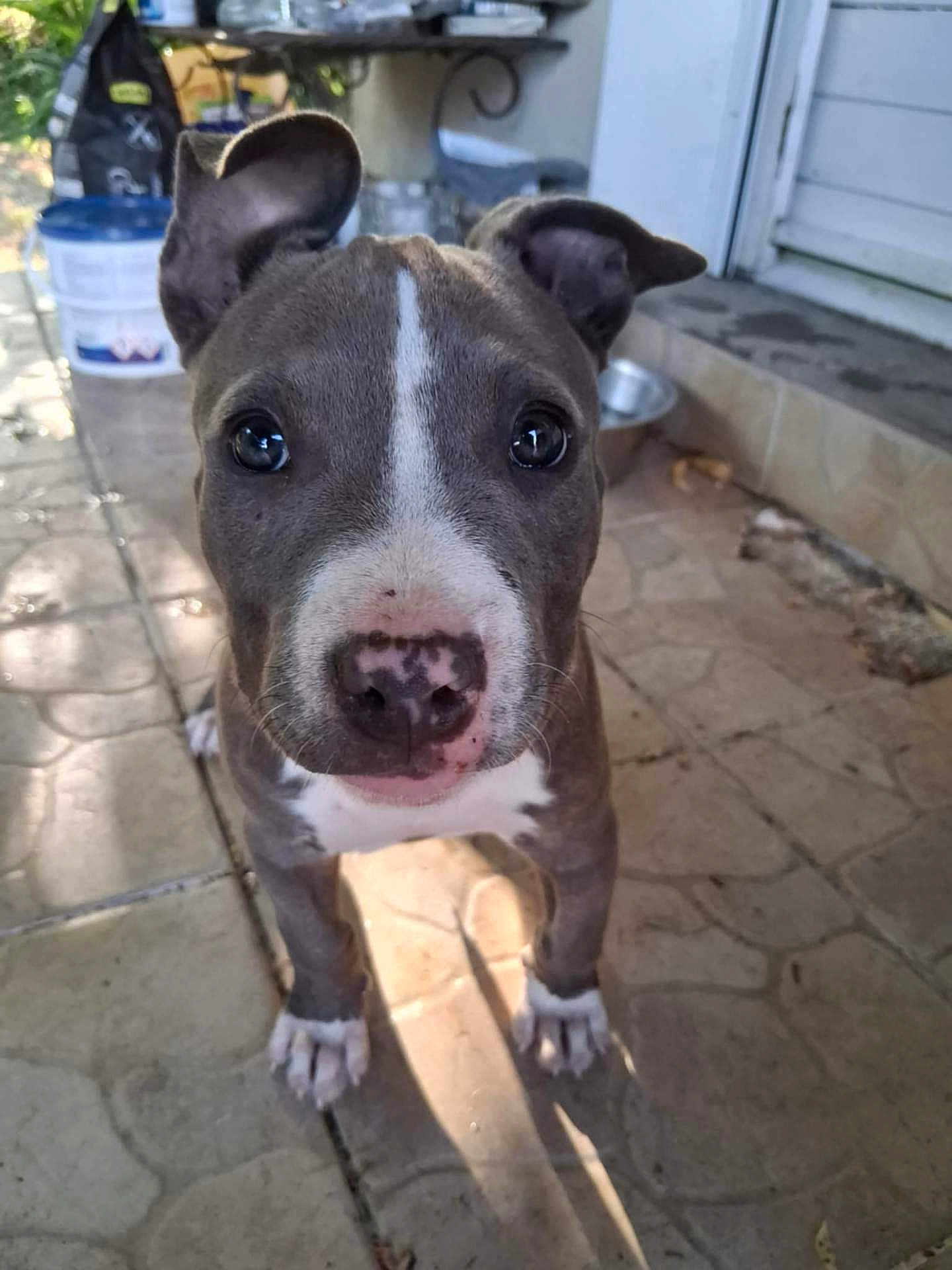 Naya