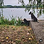 Naya a rejoint le concours — aidez-le/la à gagner de superbes lots ! dog, lake, water, nature, grass, trees, leaves, concrete, dock, outdoor, pet, animal, calm, scenery, greenery, branch, sky, shore, quiet, peaceful