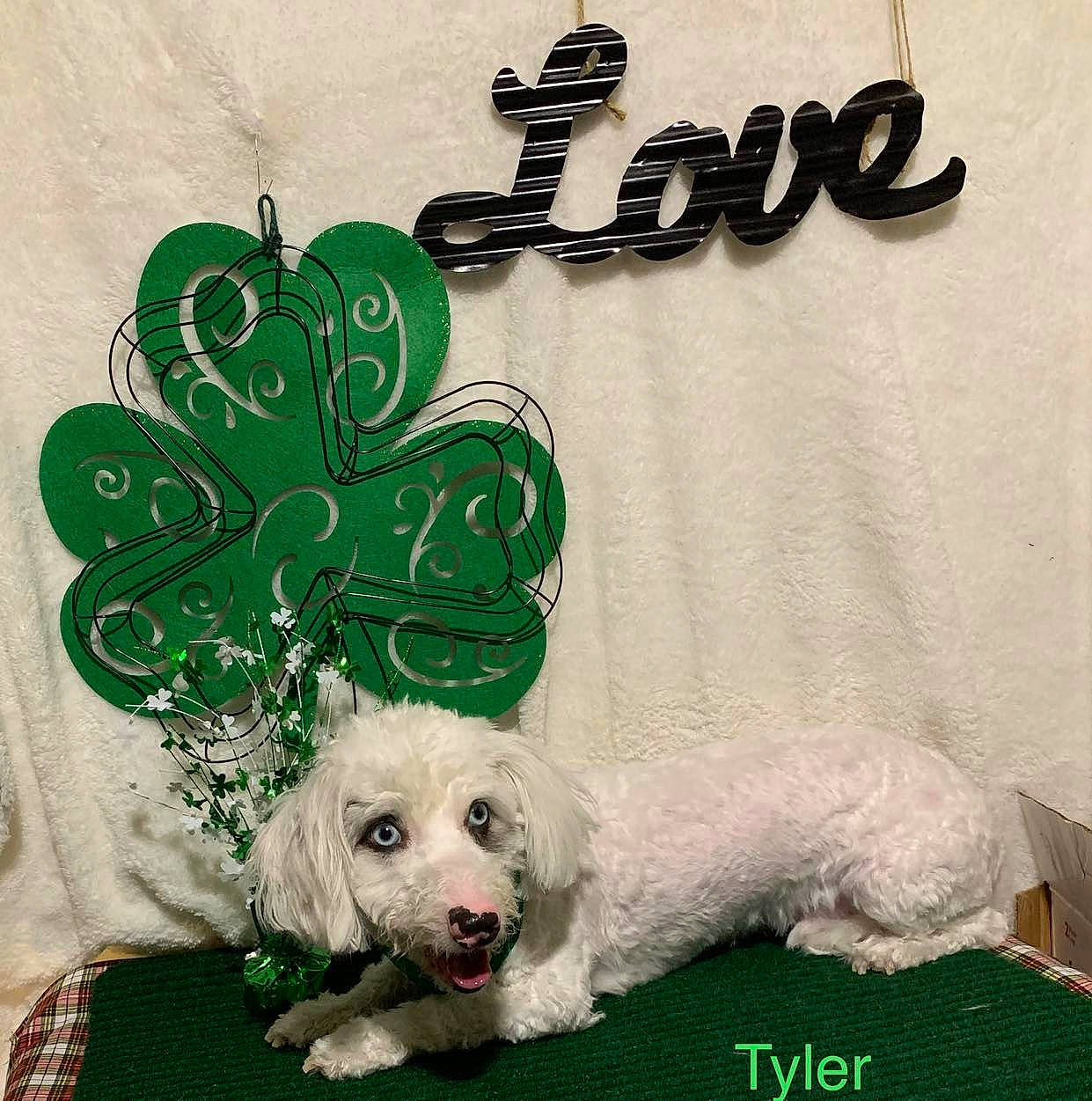 Tyler joined the competition — help win amazing prizes! art, canidae, carnivore, circle, companion_dog, creative_arts, dog, dog_breed, dog_collar, dog_supply, font, graphics, grass, ornament, pattern, rectangle, sporting_group, toy_dog, water_dog, working_animal