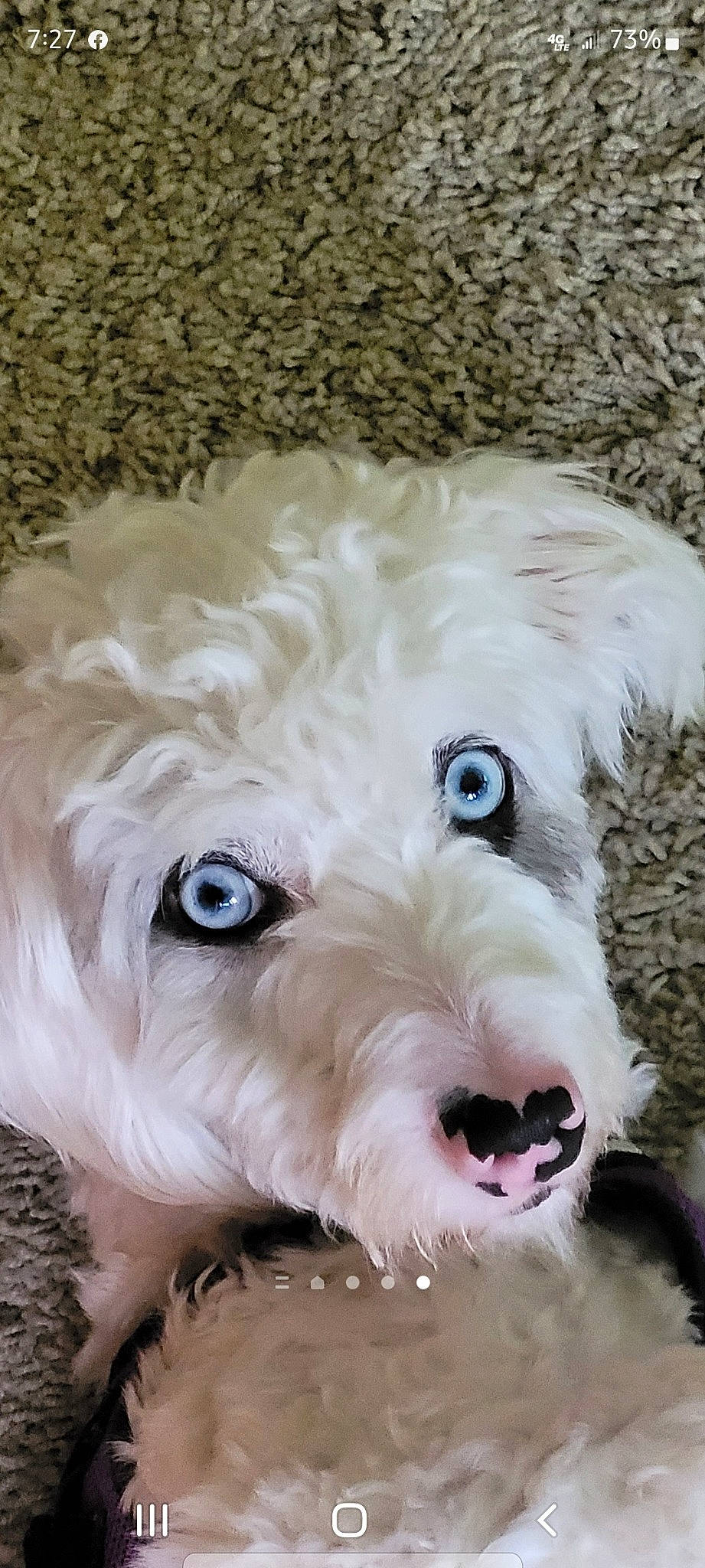 Tyler joined the competition — help win amazing prizes! canidae, carnivore, companion_dog, dog, dog_breed, ear, eye, fur, hair, head, labradoodle, maltepoo, puppy, small_terrier, snout, sporting_group, terrier, toy_dog, water_dog, working_animal