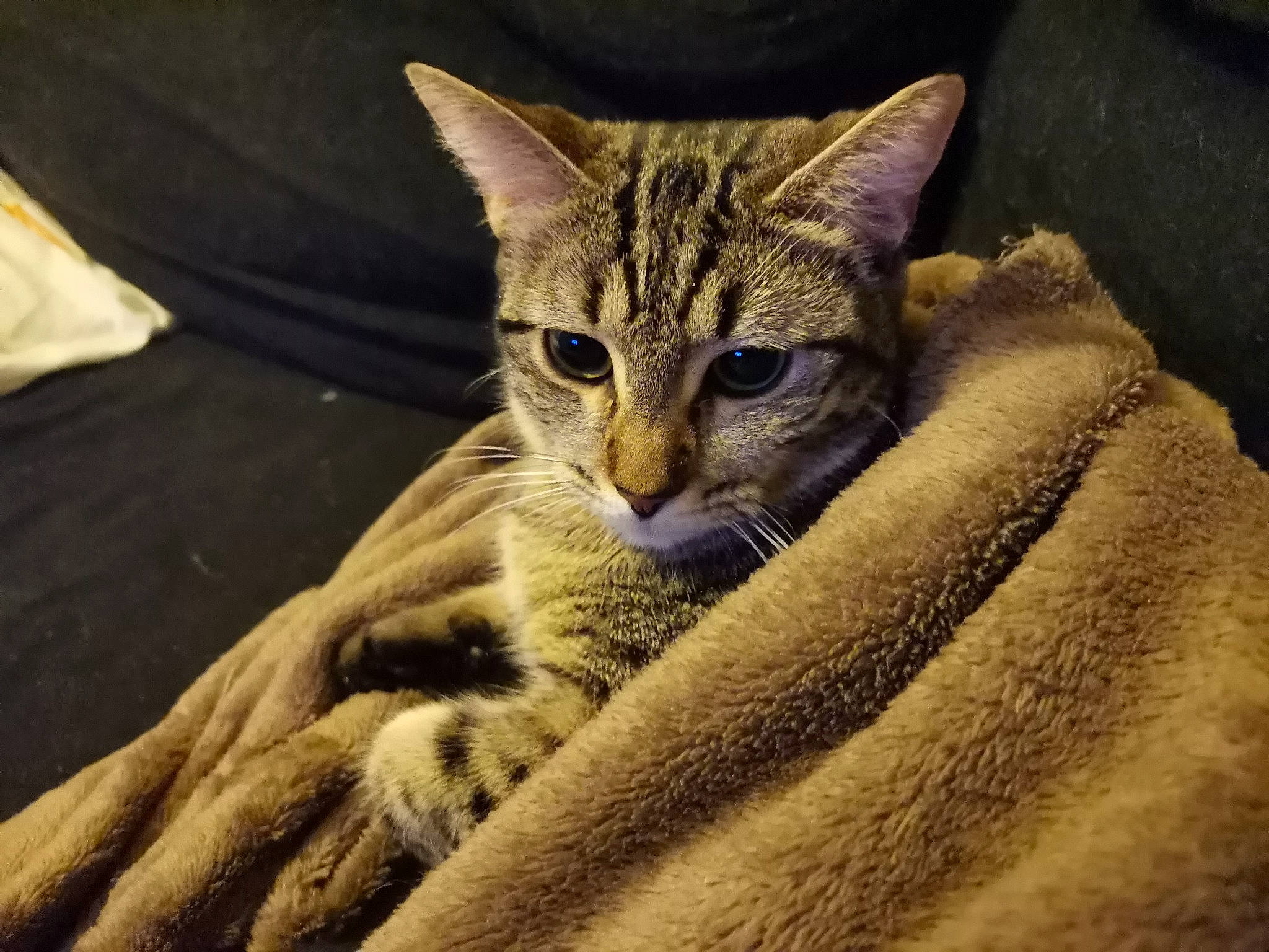 Nova a rejoint le concours — aidez-le/la à gagner de superbes lots ! bedding, carnivore, cat, claw, comfort, domestic_short_haired_cat, fawn, felidae, fur, linens, paw, sitting, small_to_medium_sized_cats, snout, tail, terrestrial_animal, tree, whiskers, wildlife, wood