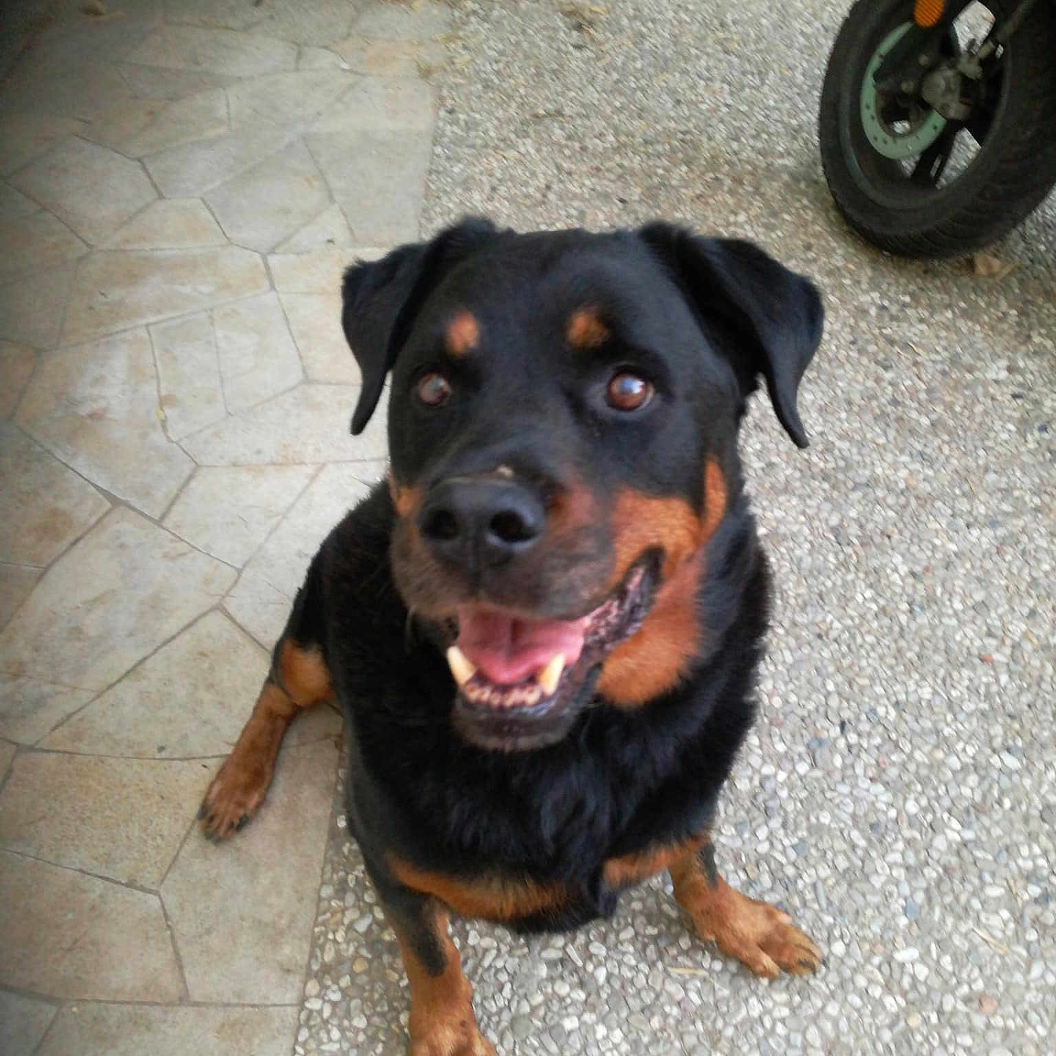 Chabal a rejoint le concours — aidez-le/la à gagner de superbes lots ! carnivoran, dog, dog_breed, dog_breed_group, dog_like_mammal, huntaway, rottweiler, snout, vulnerable_native_breeds
