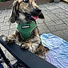 Coco Bean joined the competition — help win amazing prizes! dog, puppy, long_hair, brown_fur, green_harness, tongue_out, happy, playful, outdoor, garden, patio, flowers, flower_box, potted_plant, paving_stones, lounge_chair, blanket, pet_portrait, close_up, name_tag