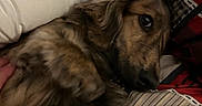 Coco Bean is registered to the contest to win money with this photo: dog, dachshund, long_hair, brown_fur, pet, animal, lying_down, sleeping, relaxed, cozy, blanket, bed, pillow, indoors, home, portrait, close_up, side_eye, floppy_ears, photography