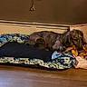 dog, brown_dog, sleeping, lying_down, pet, animal, toy, chewing, bed, pet_bed, floral_pattern, indoor, home, window, wood_floor, cozy, relaxed, long_hair, portrait, nap