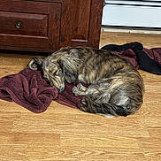Coco Bean is registered to the contest to win money with this photo: dog, sleeping, curled_up, long_hair, shaggy, brown_fur, gray_fur, indoors, wooden_floor, wooden_cabinet, towel, laundry, resting, relaxed, pet, home, cozy, lying_down, portrait, nap