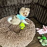 Milo joined the competition — help win amazing prizes! animal, blue_clothing, brown, companion, couch, cozy, cute, dog, furry, indoor, pet, pet_bed, playful, plush, puppy, relaxed, small_dog, tennis_ball, toy, wooden_floor