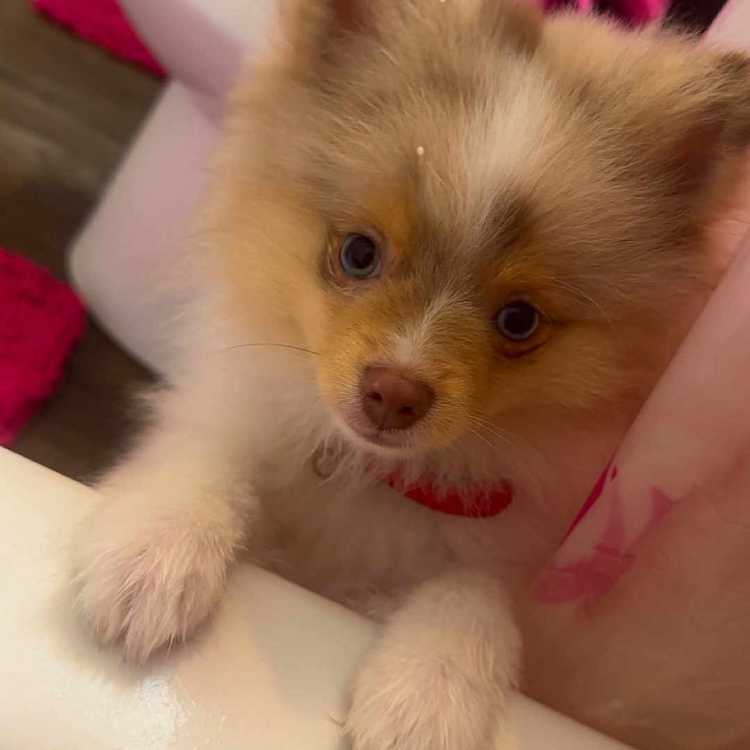 Milo