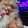 Milo joined the competition — help win amazing prizes! animal, background, cityscape, colorful, cute, dog, fluffy, fur, hand, holding, indoor, neon, person, pet, pomeranian, puppy, red_collar, screen, tattoo, tongue_out