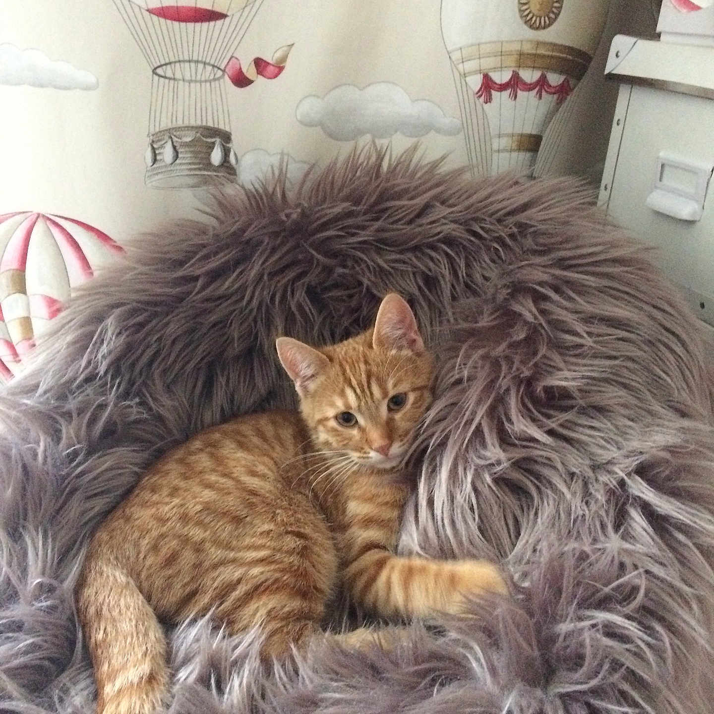 Lovely joined the competition — help win amazing prizes! animal, cat, cozy, curtains, cute, ears, fluffy_cushion, fur, furniture, gray_fur, home, hot_air_balloon_pattern, indoor, orange_tabby, pet, relaxed, resting, sleepy, tail, whiskers