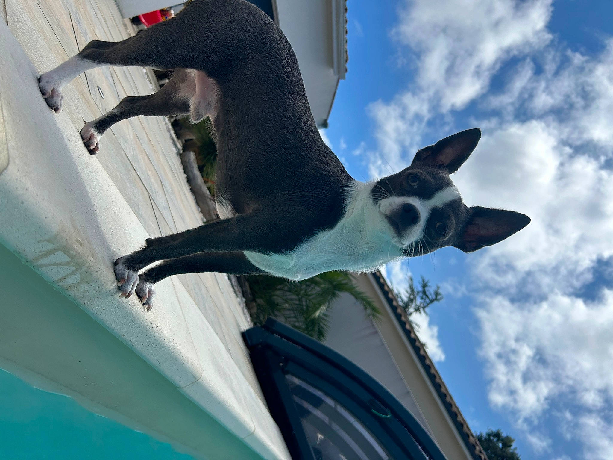 Tairo participe au concours pour gagner de l'argent avec cette photo : beak, building, canidae, carnivore, cloud, collar, companion_dog, cumulus, dog, dog_breed, leisure, sky, tail, tree, wind, wing