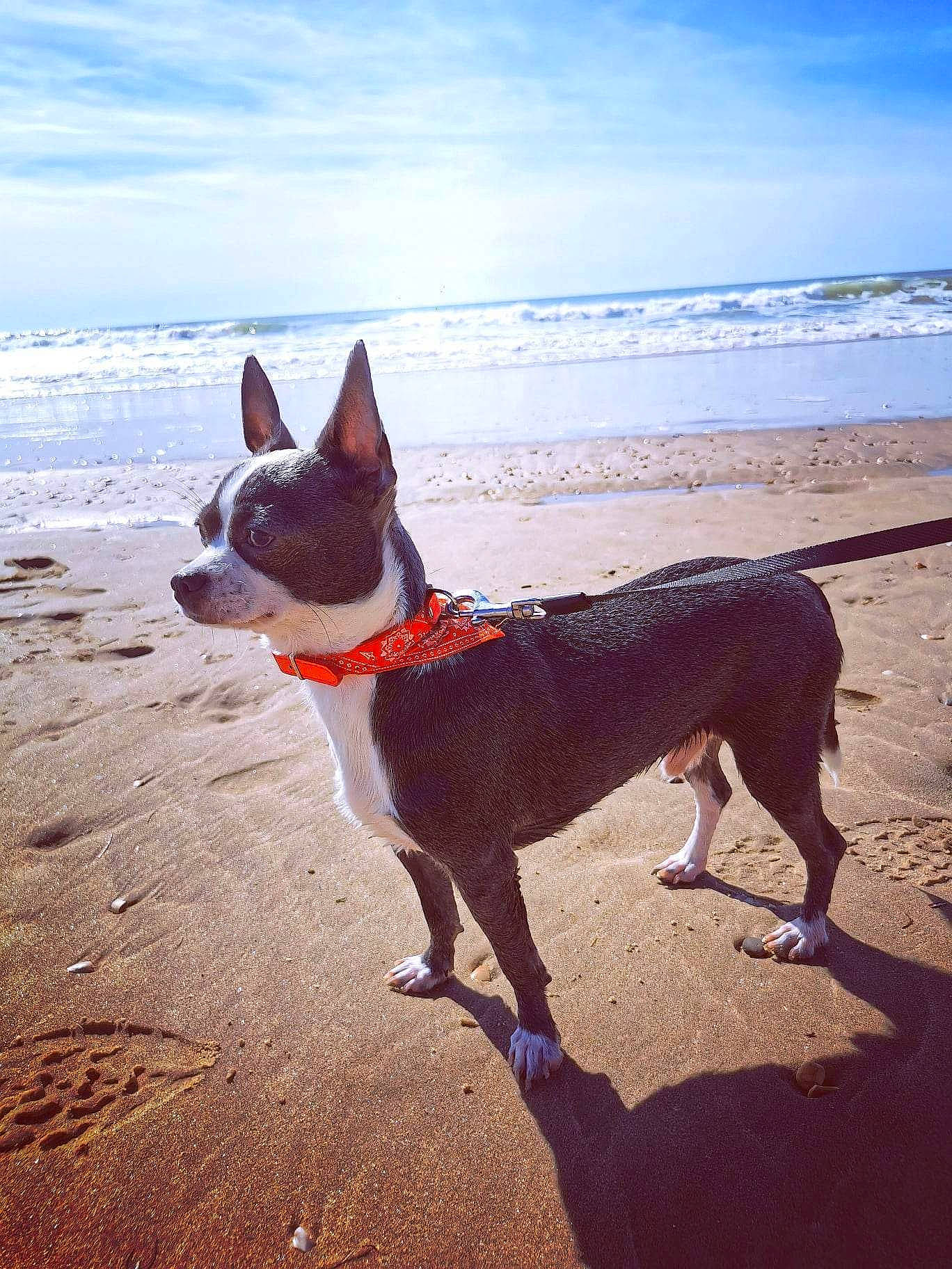 Tairo a rejoint le concours — aidez-le/la à gagner de superbes lots ! beach, carnivore, cloud, collar, companion_dog, dog, dog_breed, fawn, happy, horizon, mammal, sky, snout, sporting_group, sunlight, tail, vertebrate, water, wood, working_animal