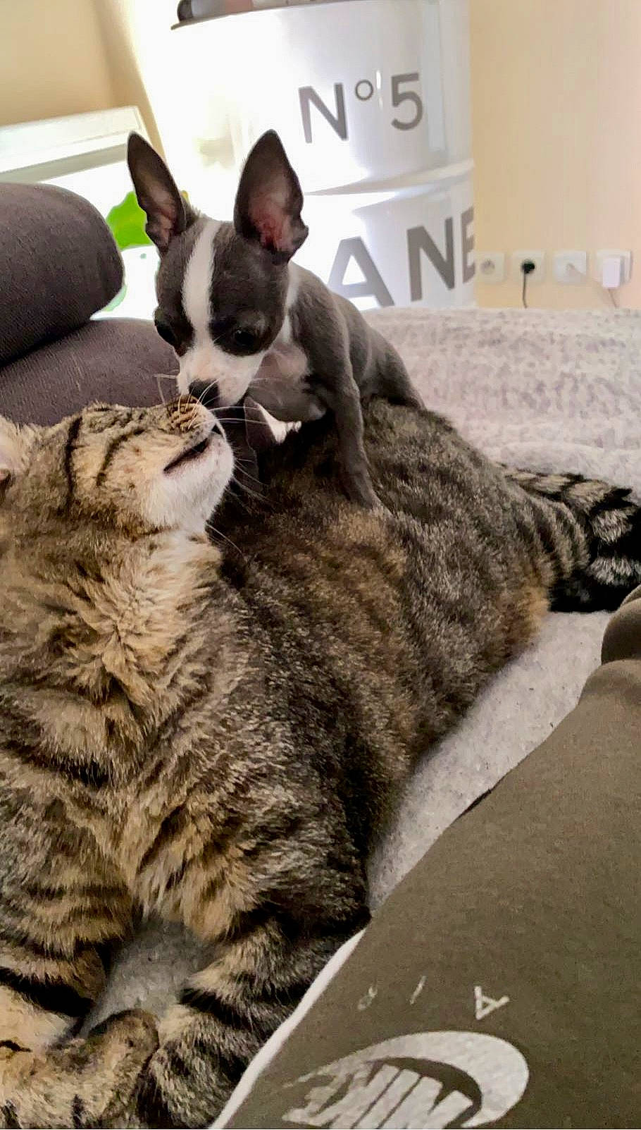 Tairo participe au concours pour gagner de l'argent avec cette photo : carnivore, cat, comfort, companion_dog, dog, dog_breed, domestic_short_haired_cat, fawn, felidae, fur, grey, mammal, nap, paw, small_to_medium_sized_cats, snout, tail, terrestrial_animal, vertebrate, whiskers