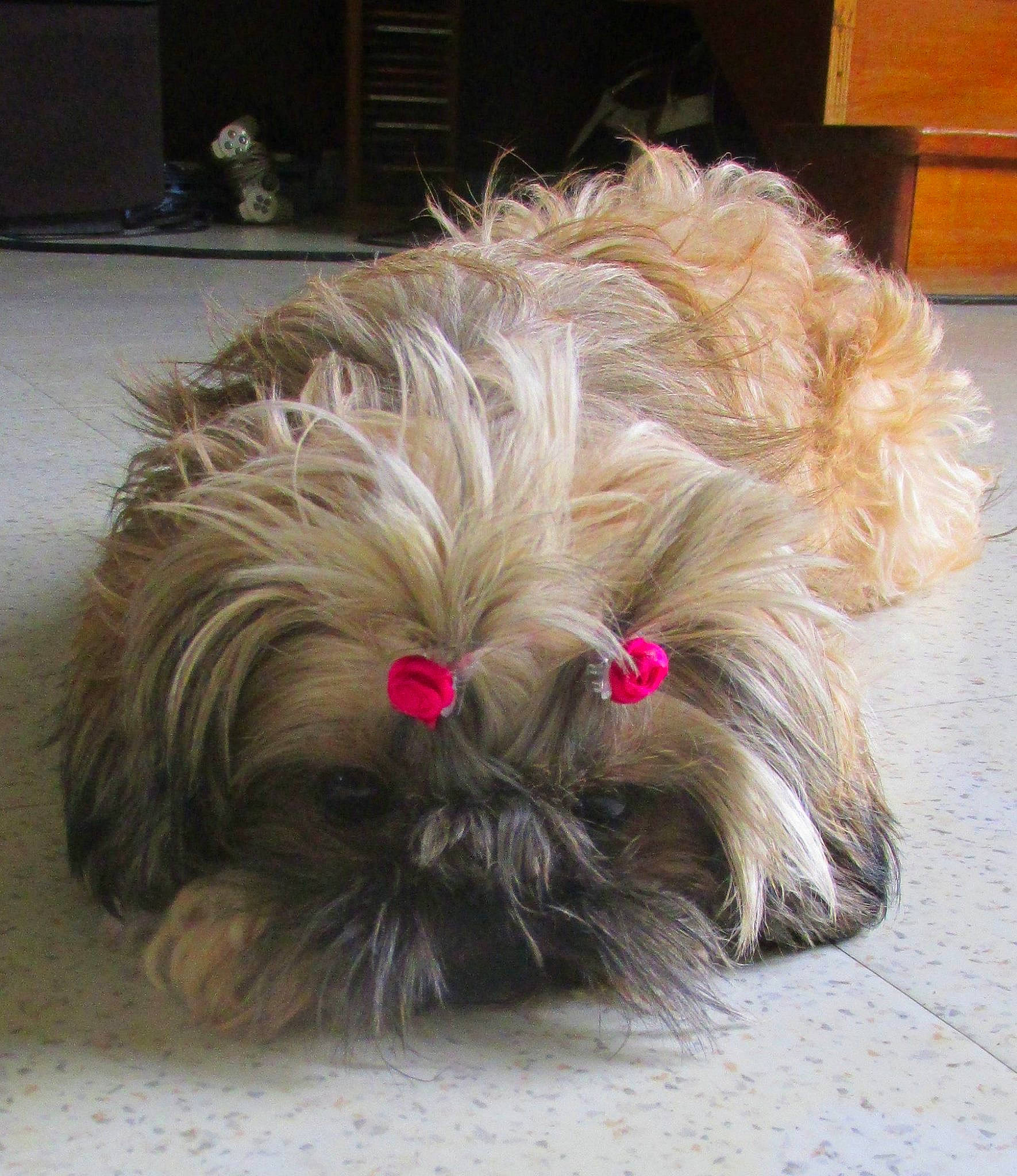 Yahoo participe au concours pour gagner de l'argent avec cette photo : canidae, carnivore, companion_dog, dog, dog_breed, dog_supply, fawn, fur, hardwood, liver, small_terrier, snout, sporting_group, terrier, toy_dog, water_dog, whiskers, wood, working_animal, yorkipoo