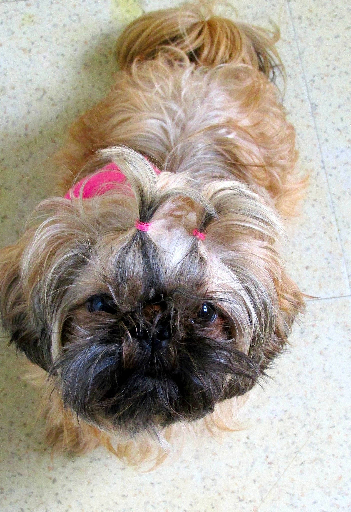 Yahoo a rejoint le concours — aidez-le/la à gagner de superbes lots ! canidae, carnivore, companion_dog, dog, dog_breed, dog_supply, fawn, fur, liver, mal_shi, maltepoo, shih_tzu, small_terrier, snout, sporting_group, terrestrial_animal, terrier, toy_dog, working_animal, yorkipoo