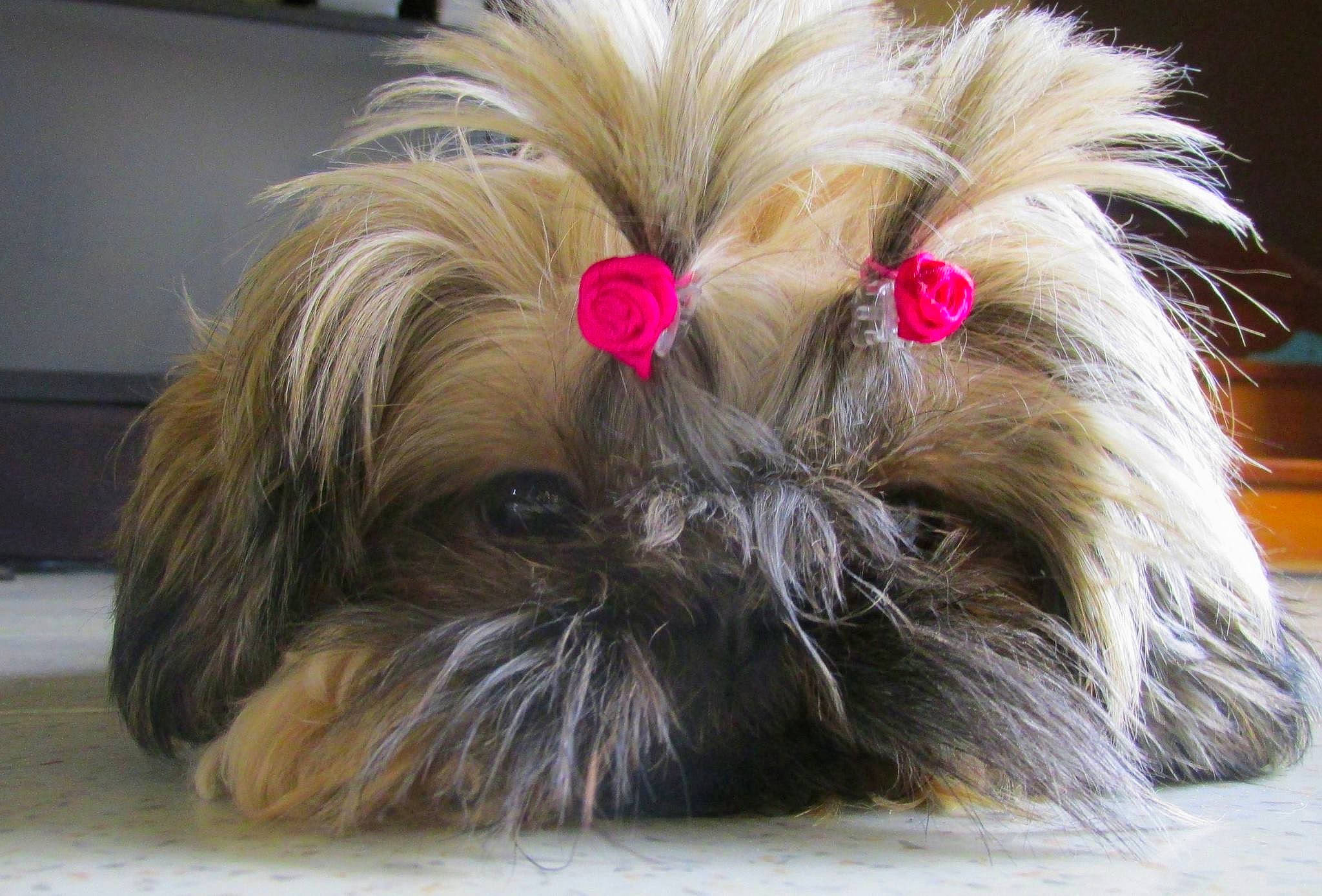 Yahoo participe au concours pour gagner de l'argent avec cette photo : carnivore, close_up, companion_dog, dog, dog_breed, dog_supply, ear, eye, fashion_accessory, fawn, hair, liver, mammal, pet_supply, snout, sporting_group, tail, toy_dog, whiskers, working_animal