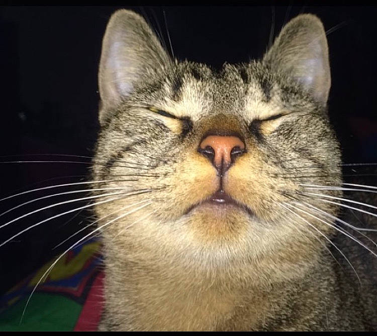 Rocket a rejoint le concours — aidez-le/la à gagner de superbes lots ! carnivore, cat, darkness, domestic_short_haired_cat, eye, felidae, fur, night, paw, small_to_medium_sized_cats, snout, terrestrial_animal, whiskers, wildlife