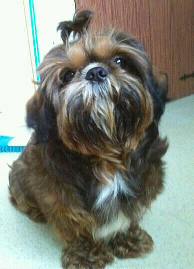 Google a rejoint le concours — aidez-le/la à gagner de superbes lots ! biewer_terrier, canidae, carnivore, companion_dog, dog, dog_breed, fawn, fur, liver, maltepoo, non_sporting_group, puppy, shih_tzu, small_terrier, snout, sporting_group, terrestrial_animal, terrier, toy_dog, working_animal