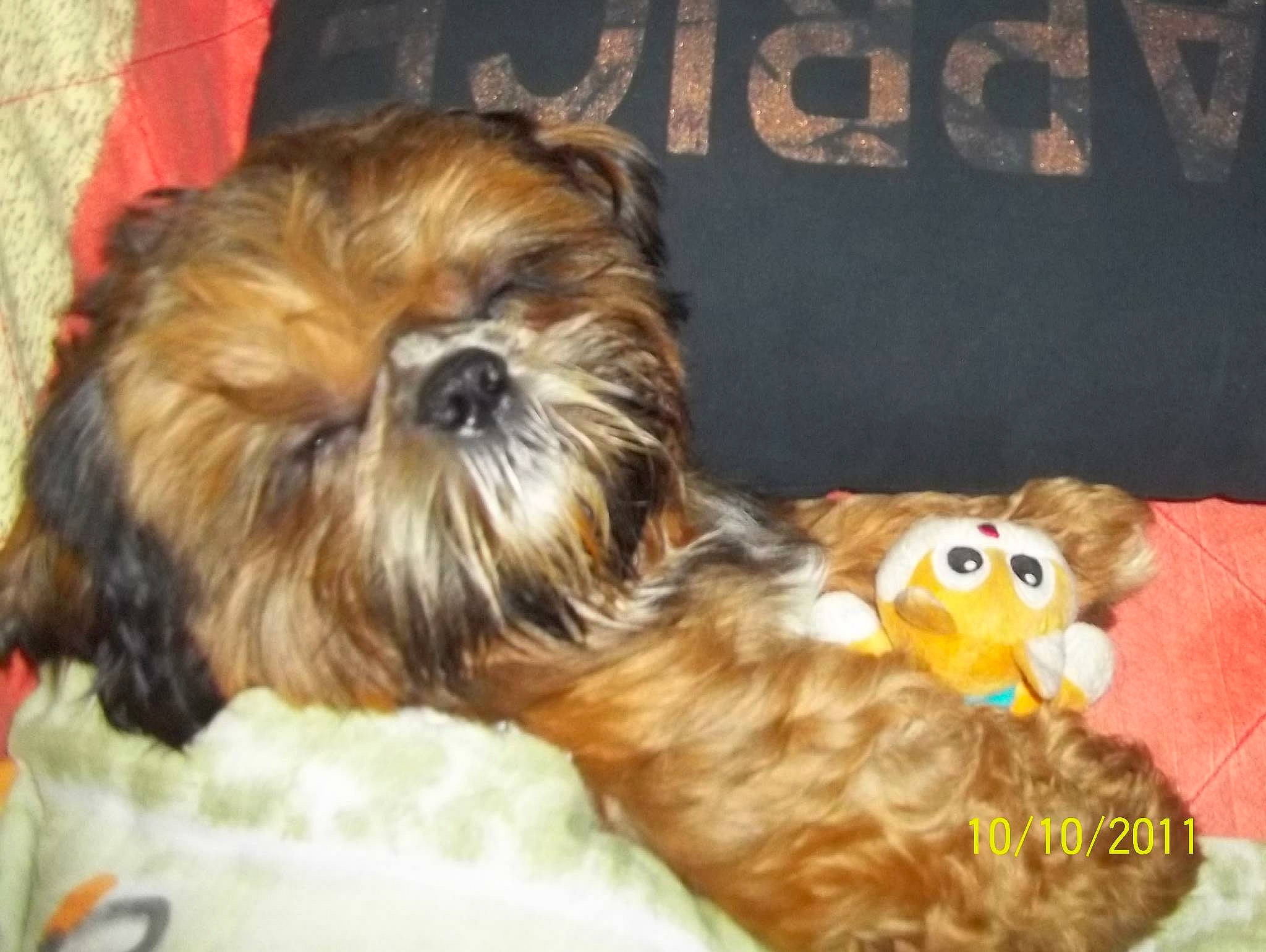 Google a rejoint le concours — aidez-le/la à gagner de superbes lots ! canidae, carnivore, companion_dog, dog, dog_breed, dog_supply, fawn, fur, liver, pet_supply, shih_tzu, small_terrier, snout, sporting_group, terrestrial_animal, terrier, toy_dog, water_dog, working_animal, yorkipoo