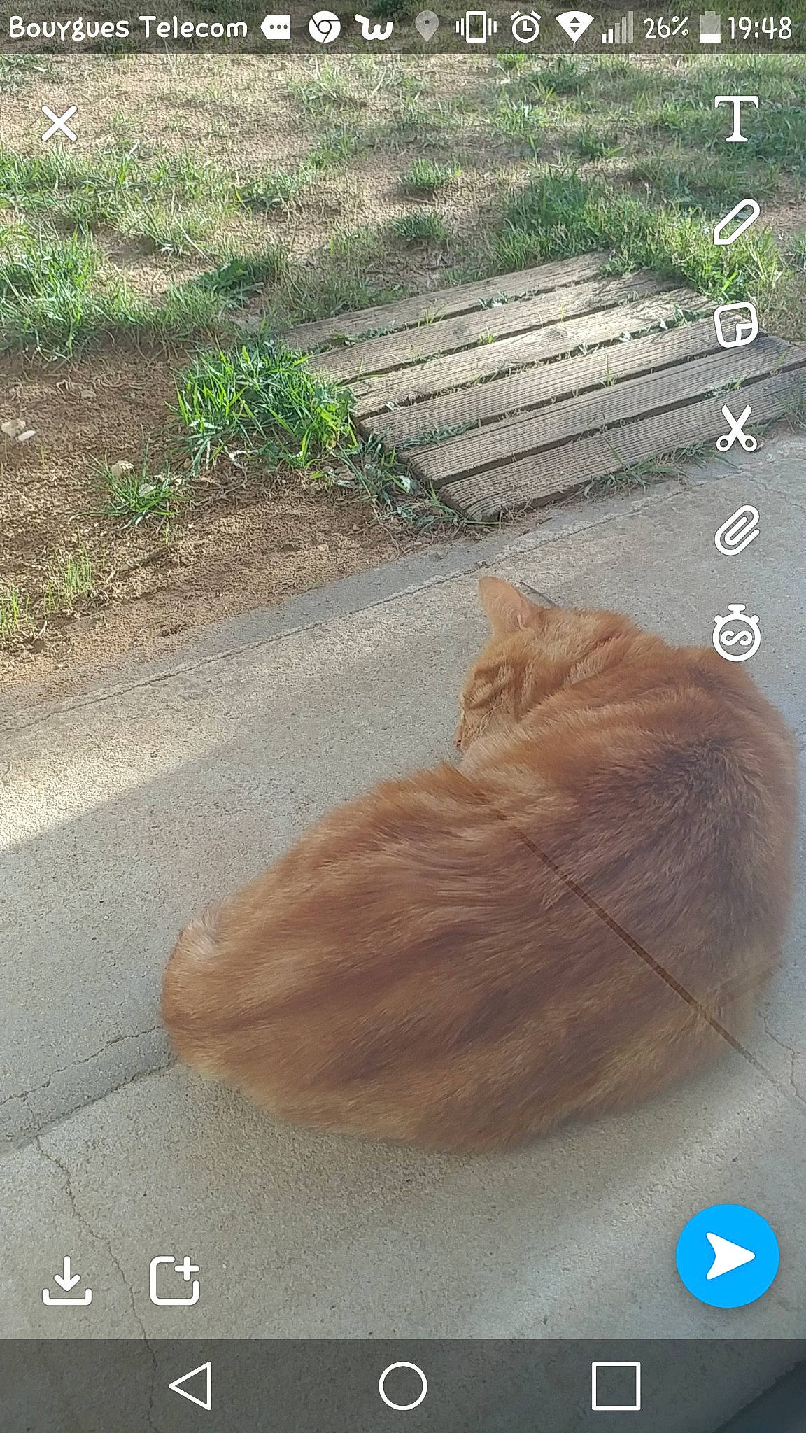 Mouko a rejoint le concours — aidez-le/la à gagner de superbes lots ! cat, fawn, felidae, tail, tree