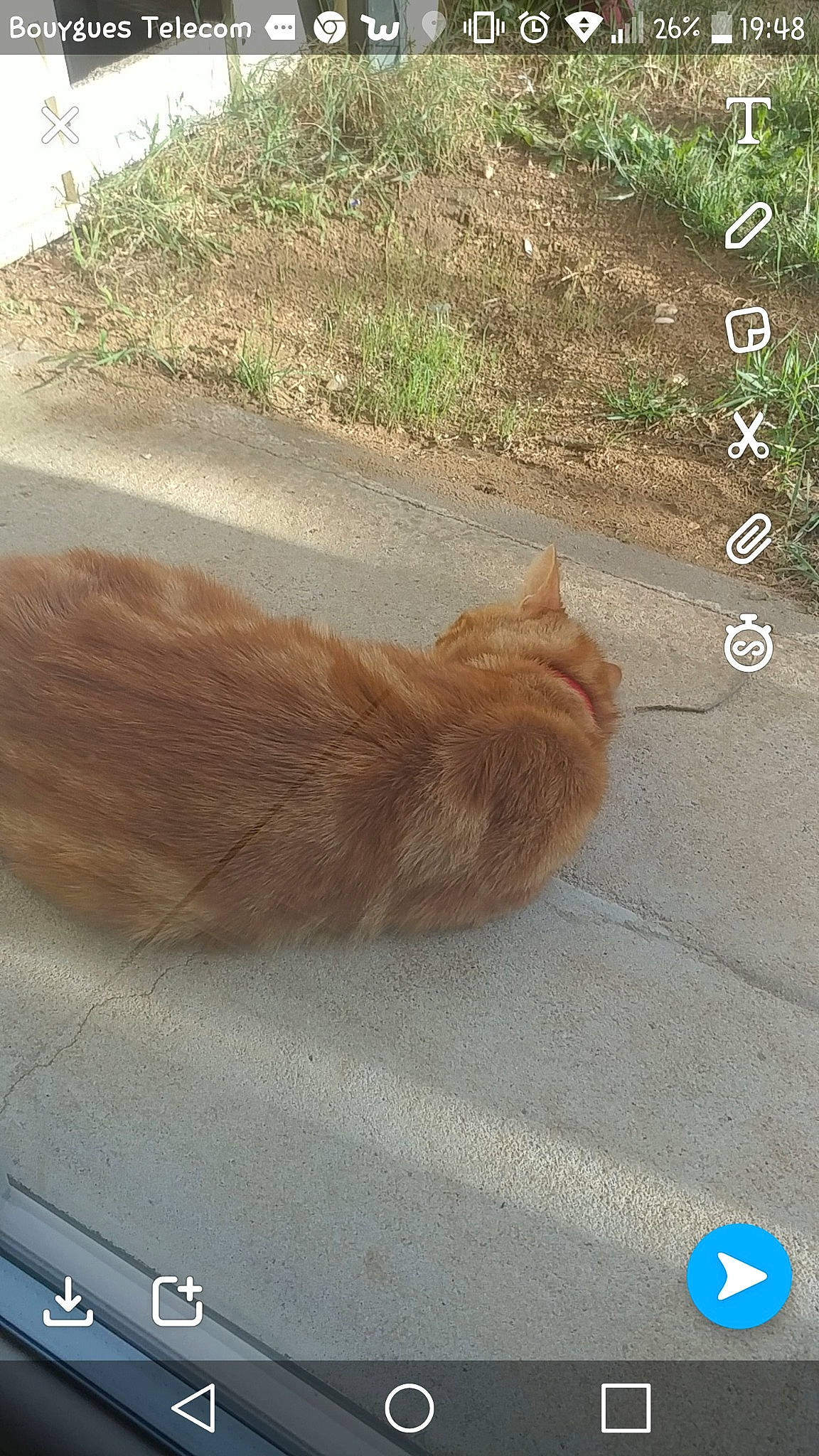 Mouko a rejoint le concours — aidez-le/la à gagner de superbes lots ! aegean_cat, carnivore, cat, fawn, felidae, photo_caption, small_to_medium_sized_cats, tail, whiskers