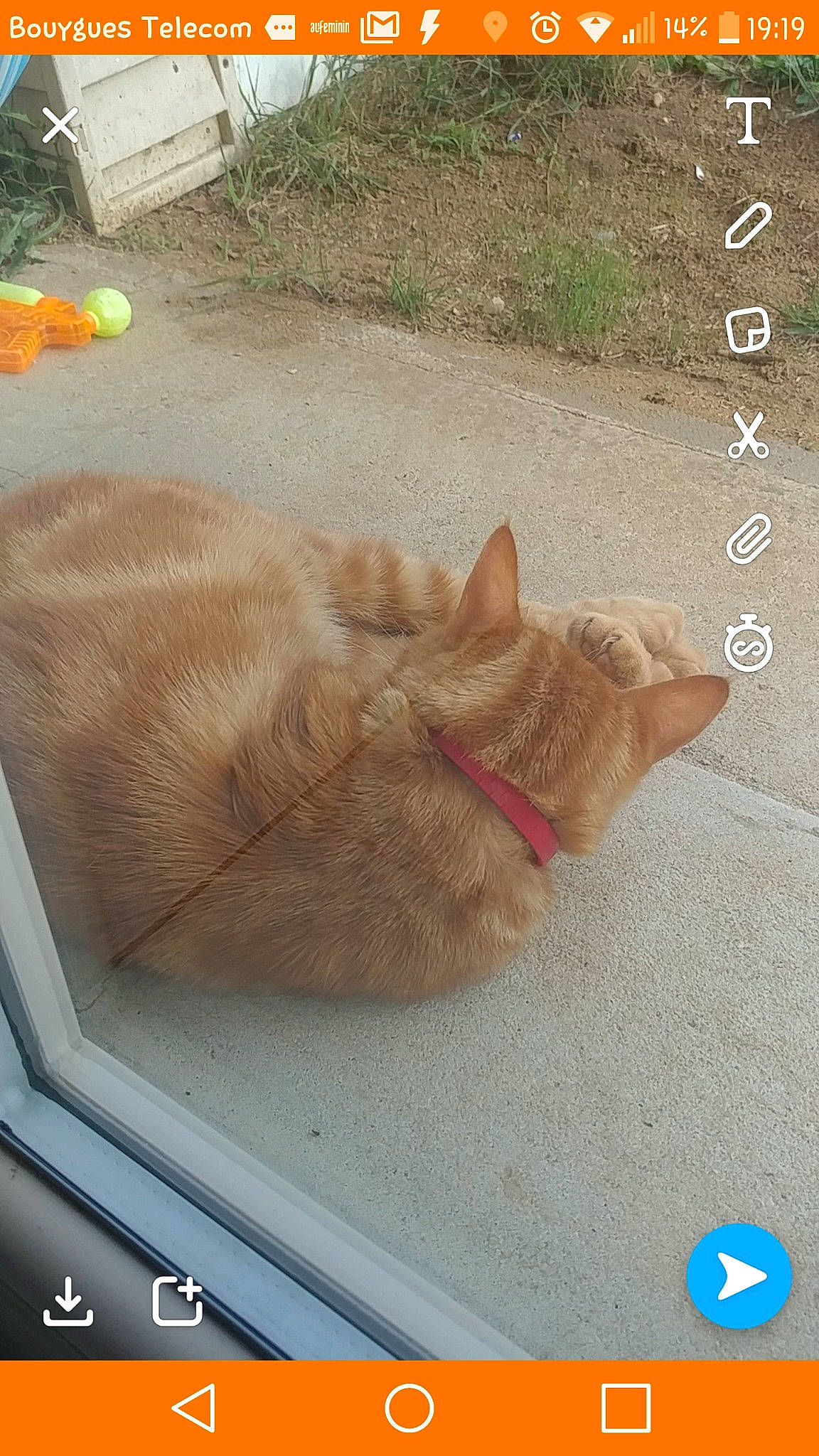 Mouko participe au concours pour gagner de l'argent avec cette photo : canidae, carnivore, cat, fawn, felidae, photo_caption, screenshot, small_to_medium_sized_cats, whiskers