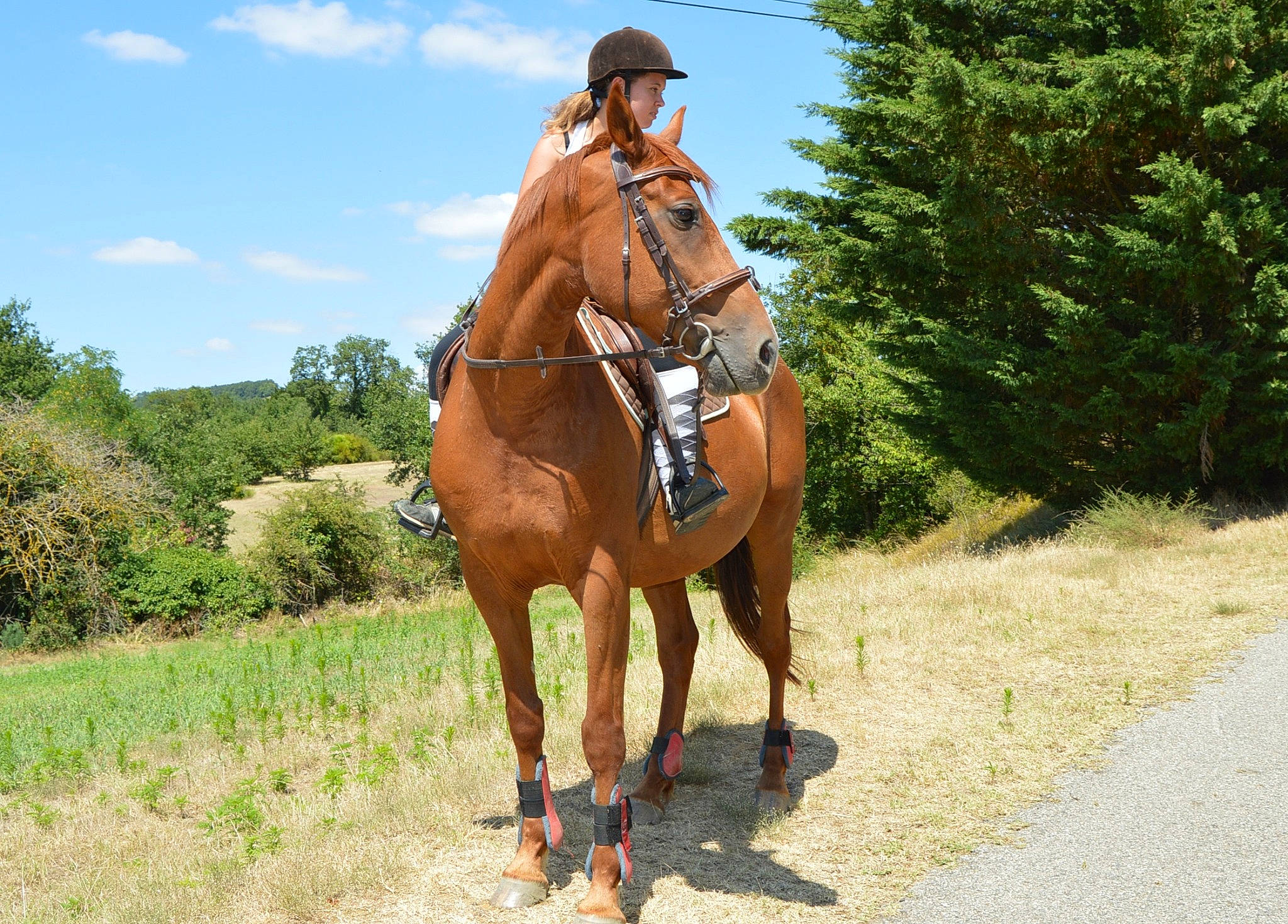 Ti Punch participe au concours pour gagner de l'argent avec cette photo : animal_sports, bridle, endurance_riding, equestrian_sport, equestrianism, halter, horse, horse_supplies, horse_tack, mammal, mare, outdoor_recreation, pack_animal, recreation, rein, saddle, sorrel, trail_riding, western_riding, working_animal