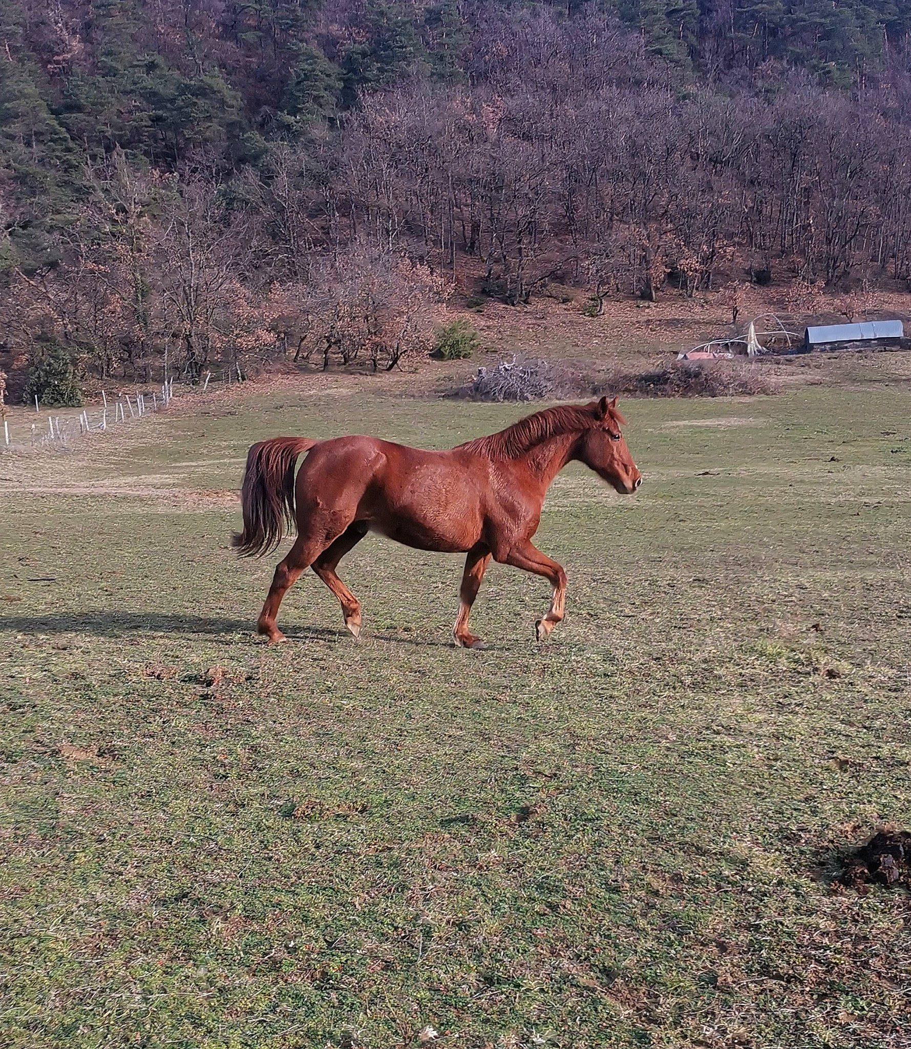 Ti Punch participe au concours pour gagner de l'argent avec cette photo : colt, ecoregion, foal, grass, horse, liver, livestock, mammal, mane, mare, mountain, mustang_horse, pasture, ranch, rural_area, sky, sorrel, stallion, vertebrate, wildlife