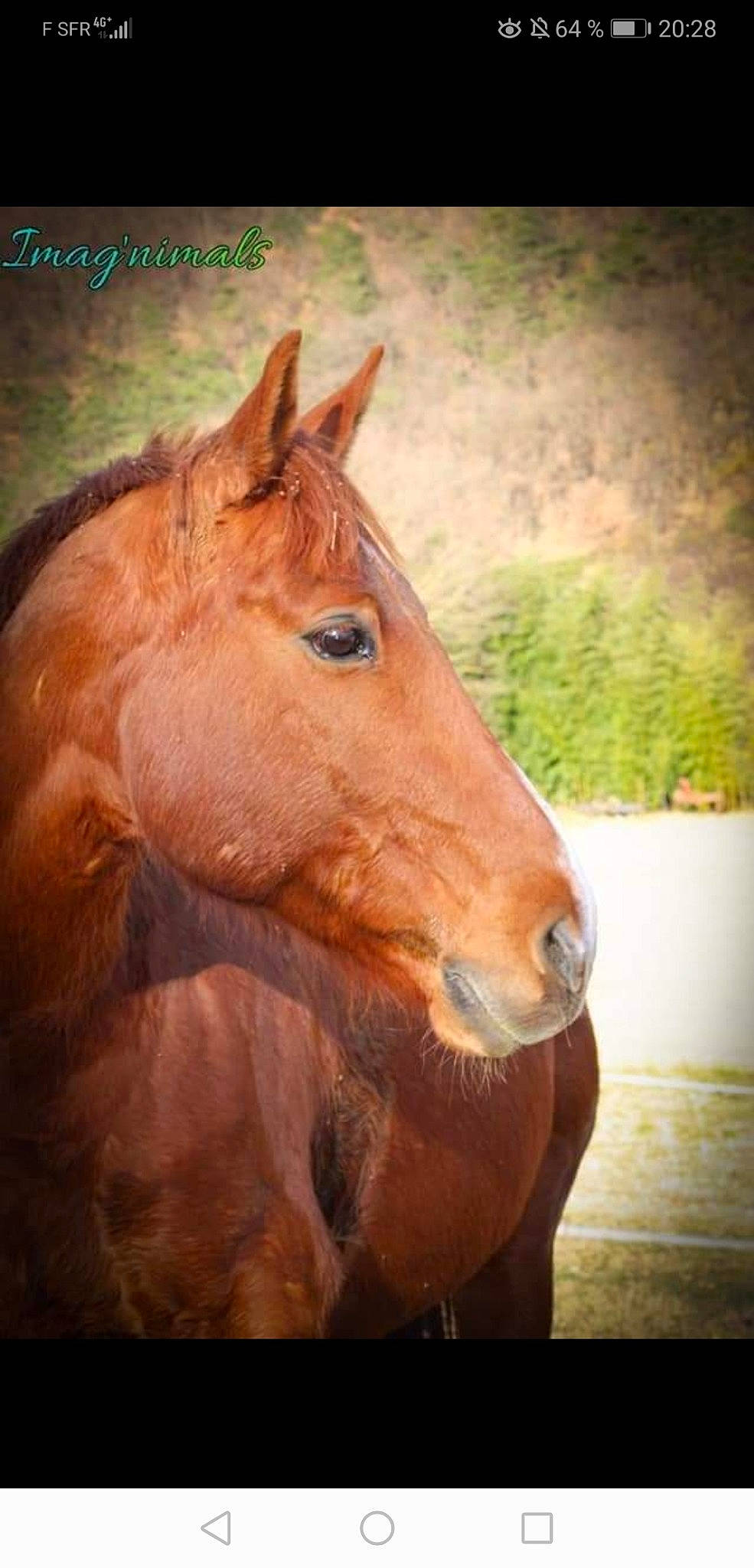 Ti Punch a rejoint le concours — aidez-le/la à gagner de superbes lots ! art, hair, horse, liver, livestock, mammal, mane, mare, mustang_horse, nose, organism, pack_animal, painting, przewalskis_horse, snout, sorrel, stallion, terrestrial_animal, vertebrate, wildlife