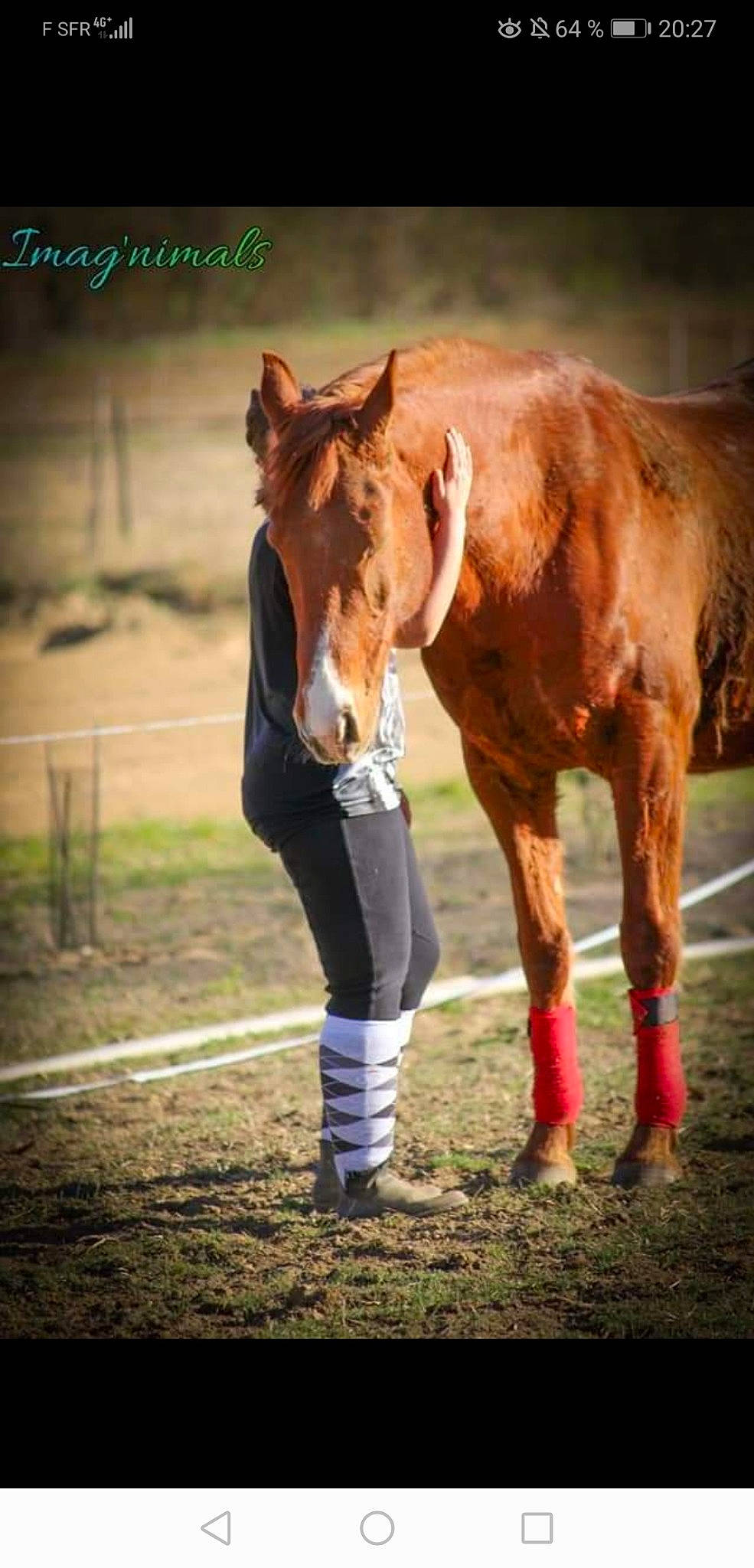 Ti Punch a rejoint le concours — aidez-le/la à gagner de superbes lots ! bridle, foal, horse, horse_grooming, horse_supplies, horse_trainer, liver, livestock, mammal, mane, mare, mustang_horse, organism, rein, snout, sorrel, stallion, stock_photography, vertebrate