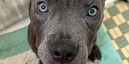 Spice joined the competition — help win amazing prizes! puppy, dog, closeup, gray, blue_eyes, curious, pet, indoor, carpet, pattern, ears, nose, whiskers, animal, cute, young, floor, portrait, looking_up, domestic