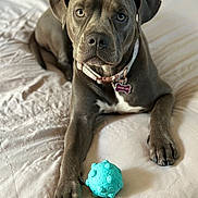 Spice joined the competition — help win amazing prizes! dog, pet, toy, blue_ball, bed, fur, collar, indoor, animal, canine, paw, looking, laying, closeup, cute, domestic_animal, playing, resting, attention, young_dog