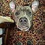 Spice joined the competition — help win amazing prizes! dog, pet, animal, ears, carpet, pattern, floor, slippers, feet, looking_up, brown, indoor, cute, curious, collar, nose, closeup, portrait, household, home