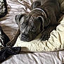 Spice is registered to the contest to win money with this photo: dog, gray_dog, bed, pillow, indoor, pet, canine, resting, looking_up, collar, fur, ears, snout, paw, blanket, furniture, domestic_animal, cute, animal, companion
