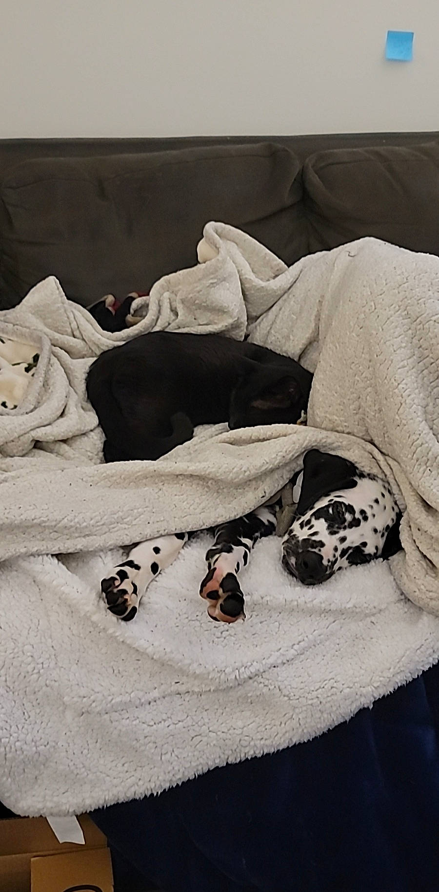 Charlie is registered to the contest to win money with this photo: bed_sheet, bedding, blanket, canidae, comfort, companion_dog, flooring, fur, grey, linens, mammal, monochrome_photography, nap, pattern, room, sleep, sleeve, sporting_group, textile, wood