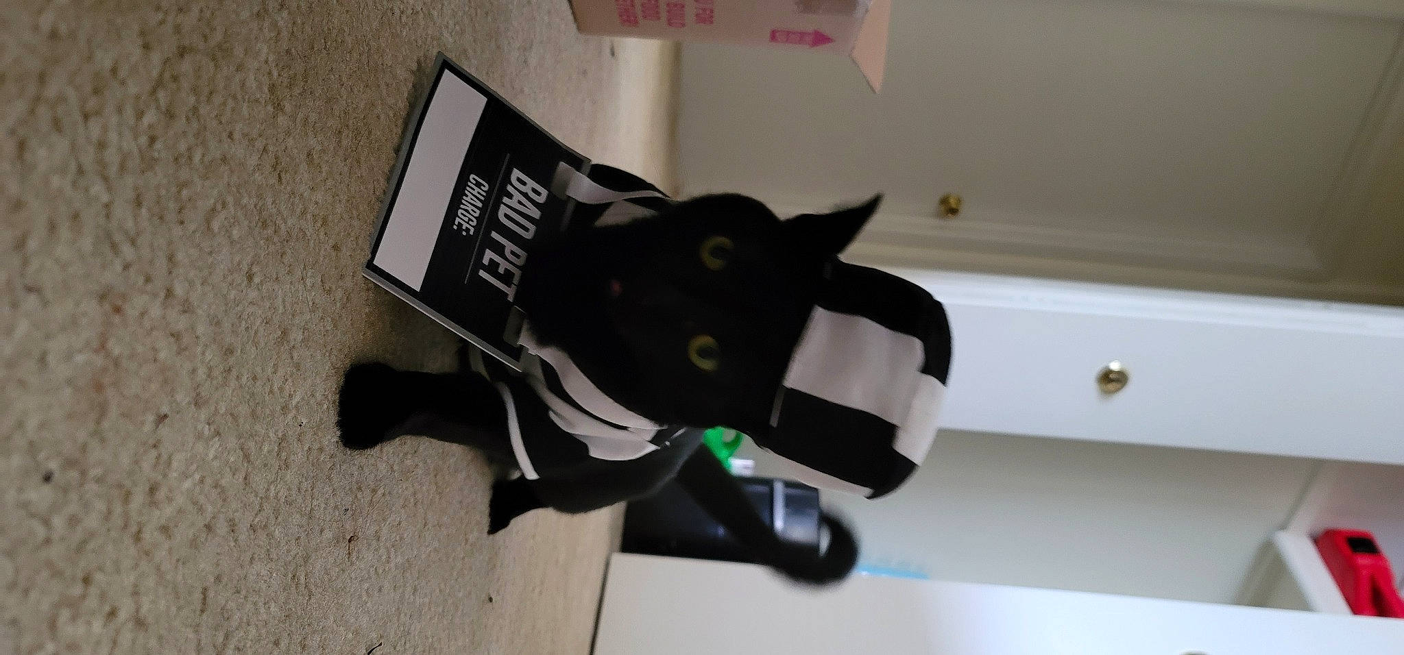 Frank is registered to the contest to win money with this photo: carmine, carnivore, dog_breed, font, personal_protective_equipment, pet_supply, room, snout, tail, working_animal