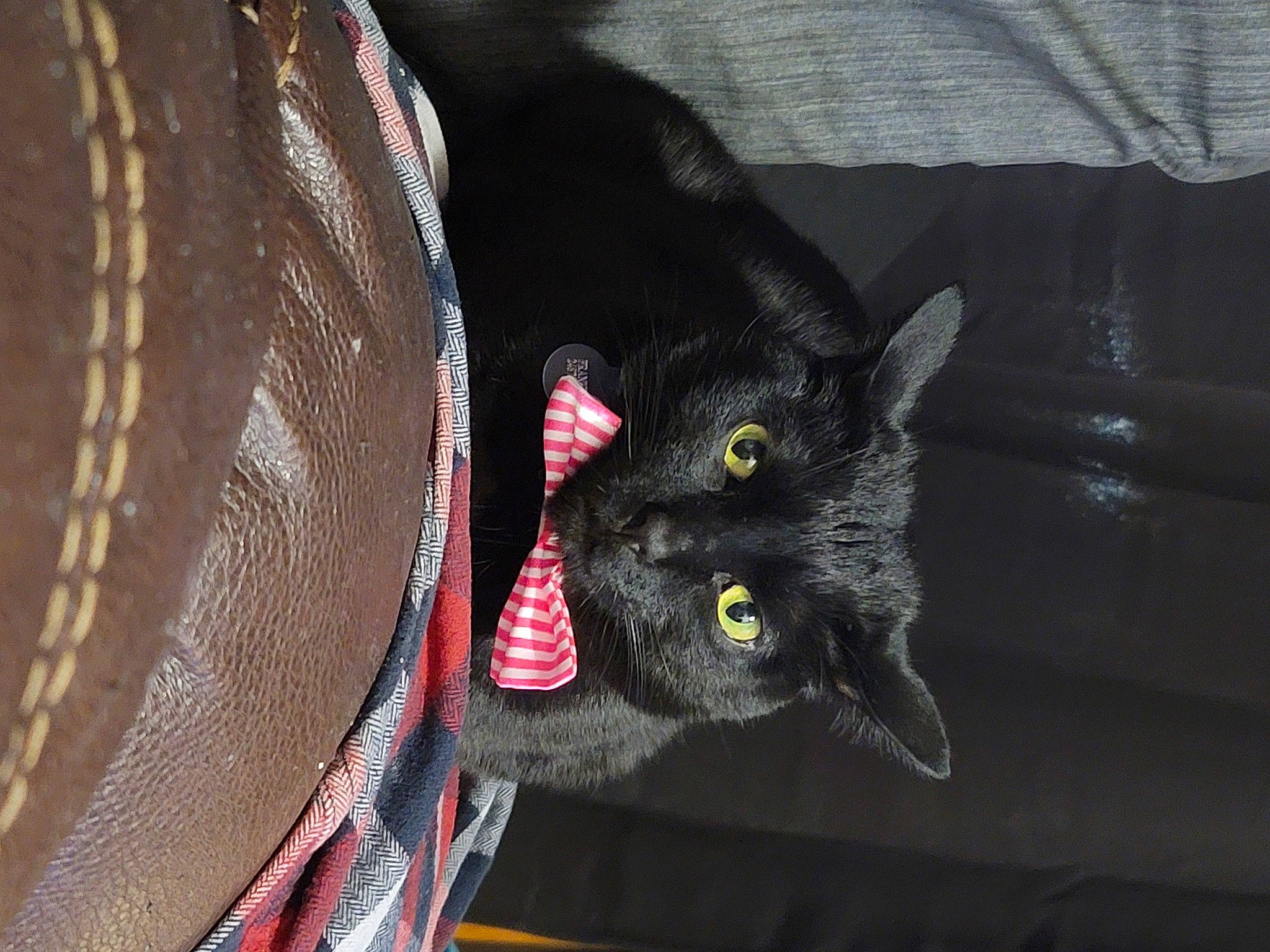 Frank is registered to the contest to win money with this photo: automotive_tire, bag, black_cat, bombay, carmine, carnivore, cat, comfort, domestic_short_haired_cat, felidae, fur, grey, outdoor_shoe, pattern, small_to_medium_sized_cats, snout, tail, textile, walking_shoe, whiskers