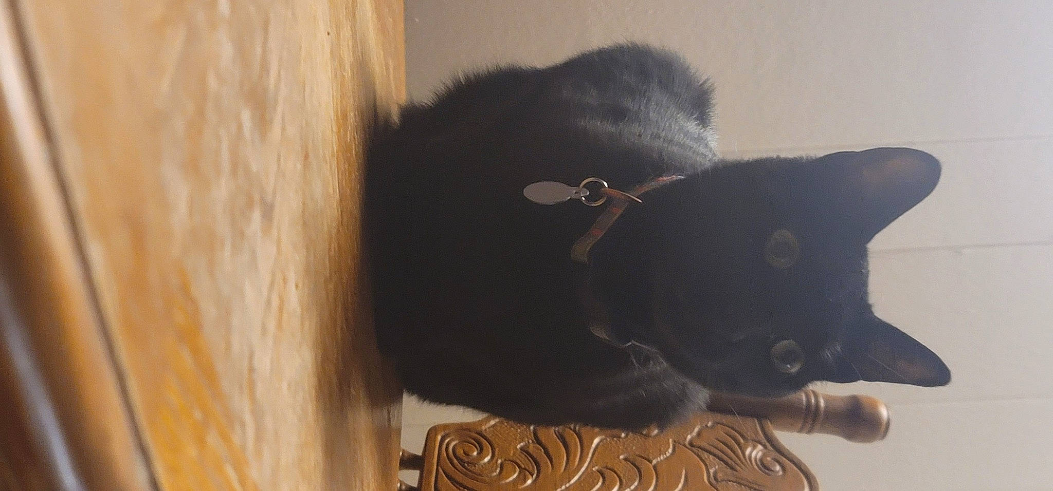 Frank joined the competition — help win amazing prizes! black_cat, bombay, carnivore, cat, dog_breed, domestic_short_haired_cat, ear, fawn, felidae, fur, glasses, hardwood, small_to_medium_sized_cats, snout, sporting_group, tail, terrestrial_animal, whiskers, wood, working_animal