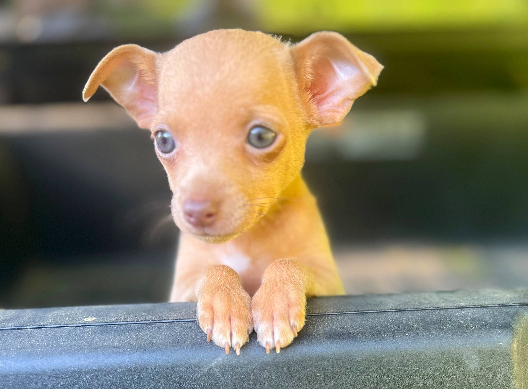 Ruffles is registered to the contest to win money with this photo: canidae, carnivore, companion_dog, dog, dog_breed, ear, fawn, peach, puppy, snout, sporting_group, terrestrial_animal, toy_dog, whiskers, wood